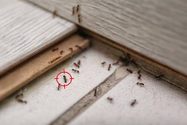 Best Best Pest Control Companies  in Newville, PA